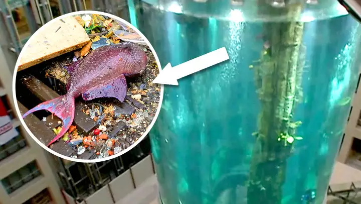 New Update Enormous aquarium with 1,500 fish bursts in dramatic video